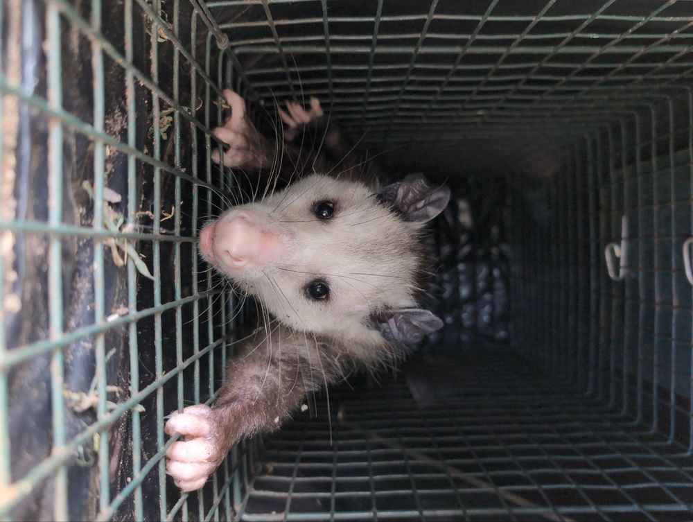 All Photos for Topper's Wildlife Removal in Garland, TX