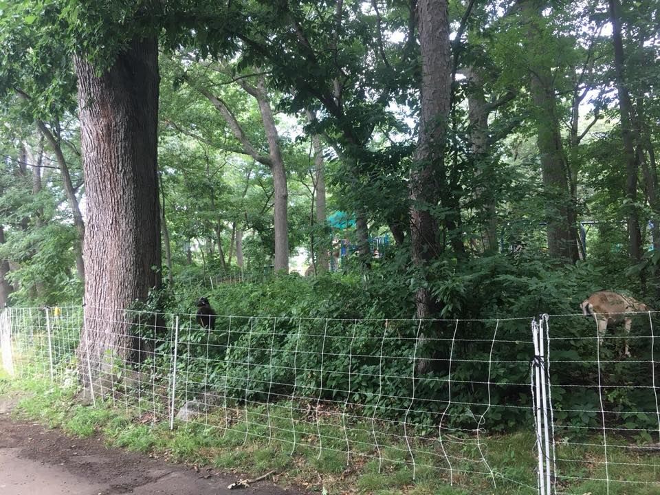 All Photos for Sam's Goatscapers of Boston in Boston, MA