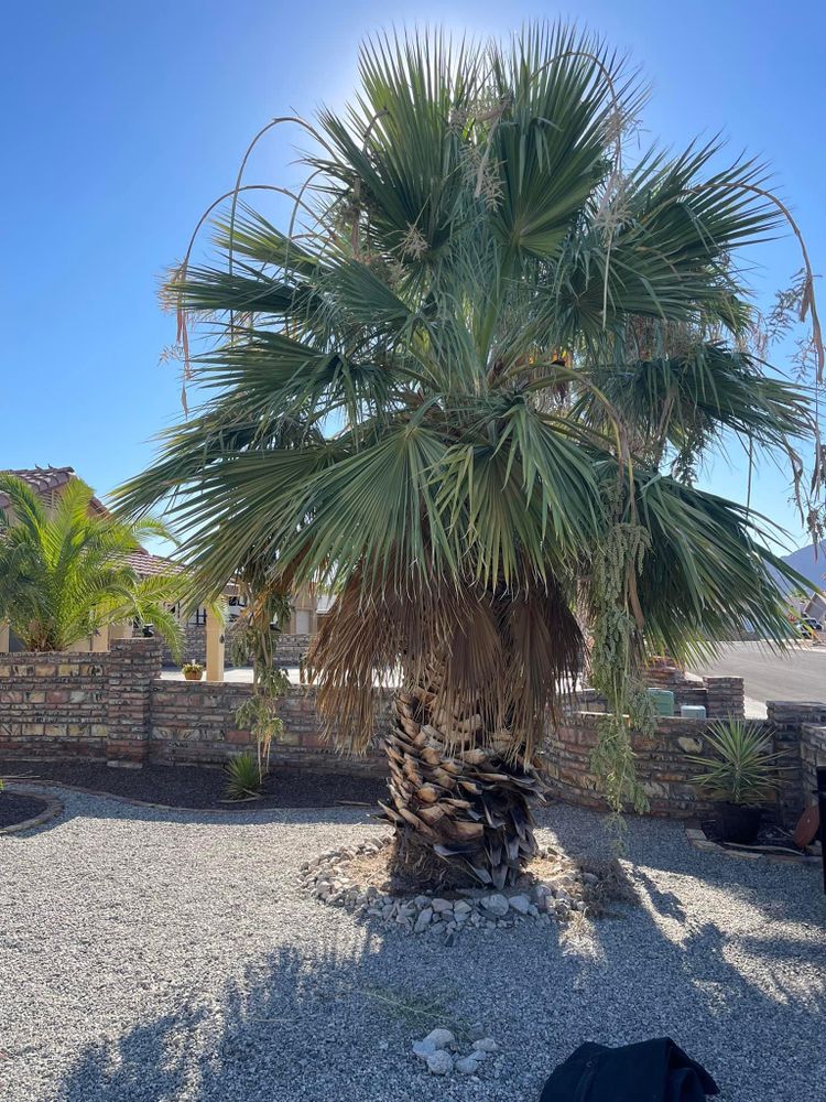 All Photos for Oliver L. Palm & Tree services in Yuma County, AZ