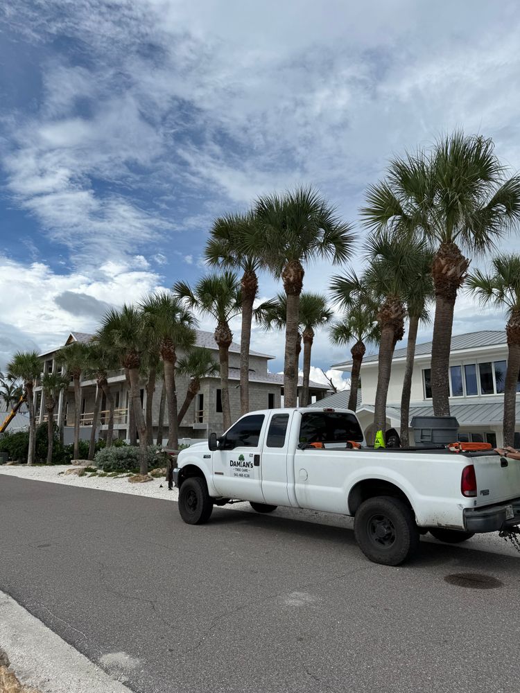 Tree Removal for Damian’s Tree Care in Sarasota, FL