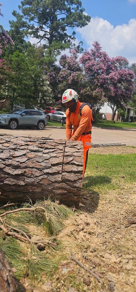 All Photos for Servin's Tree Care  in Houston, TX