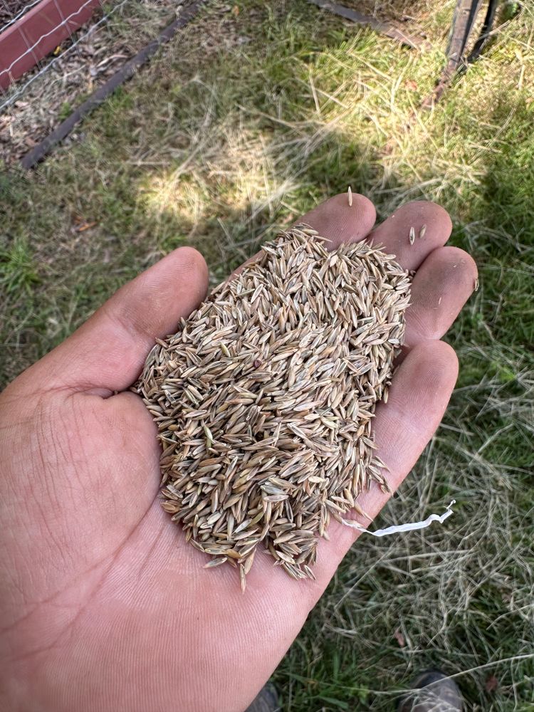 Revitalize your lawn with our overseeding service, filling in bare patches and enhancing grass density. Enjoy a lush, vibrant landscape year-round with expert care tailored to your home's needs. for Pecina Pine Needles in Monroe, NC