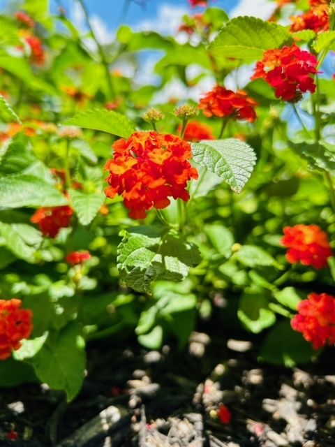 All Photos for Rustic Roots Landscaping in Austin, TX