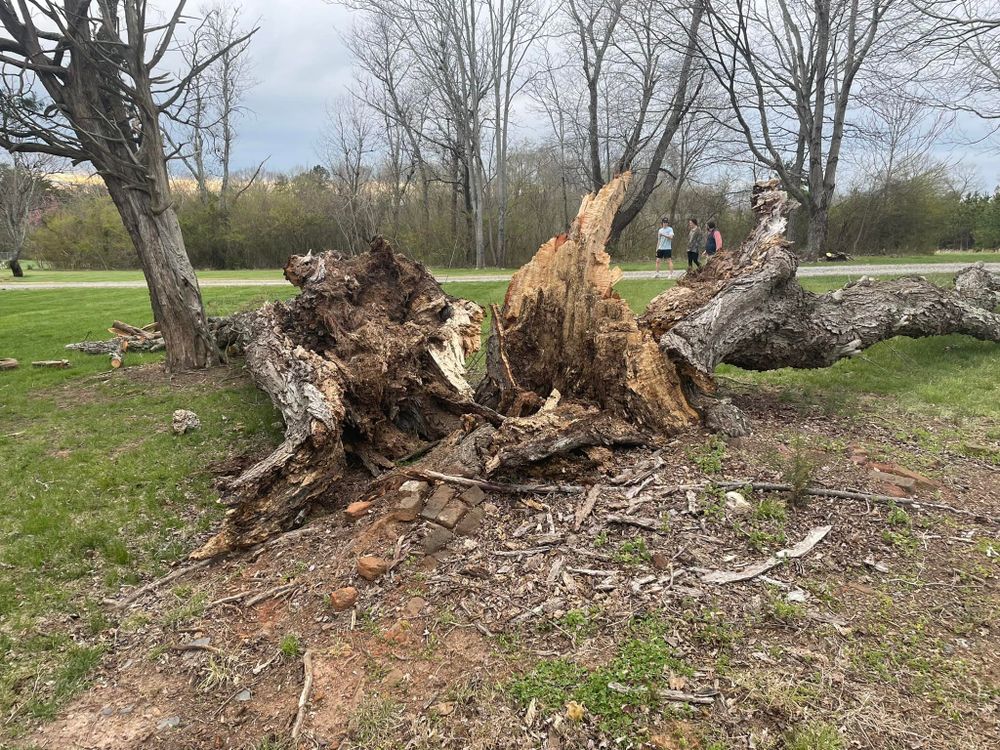 Our stump grinding service efficiently removes tree stumps, enhancing your landscape's appearance and safety. Ideal for site preparation before excavation, ensuring a smooth surface ready for any project advancements. for Cedar Point Land Management in Richmond, VA