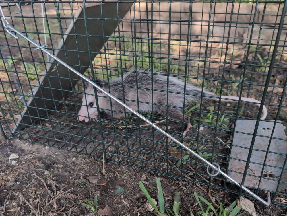 All Photos for Topper's Wildlife Removal in Garland, TX