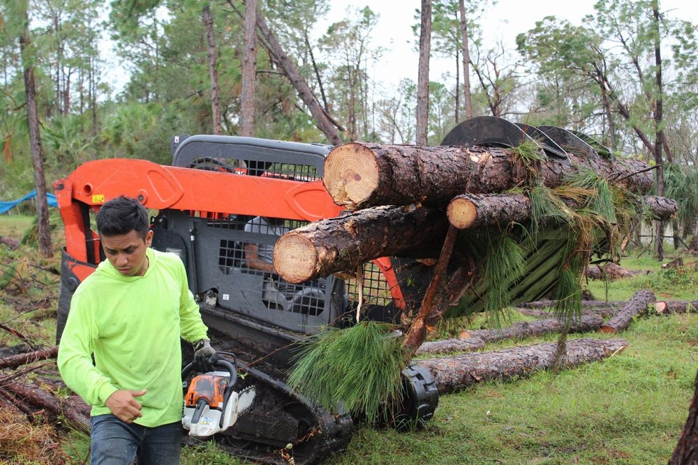 Tree Removal for American Tree Masters in Alvin, TX