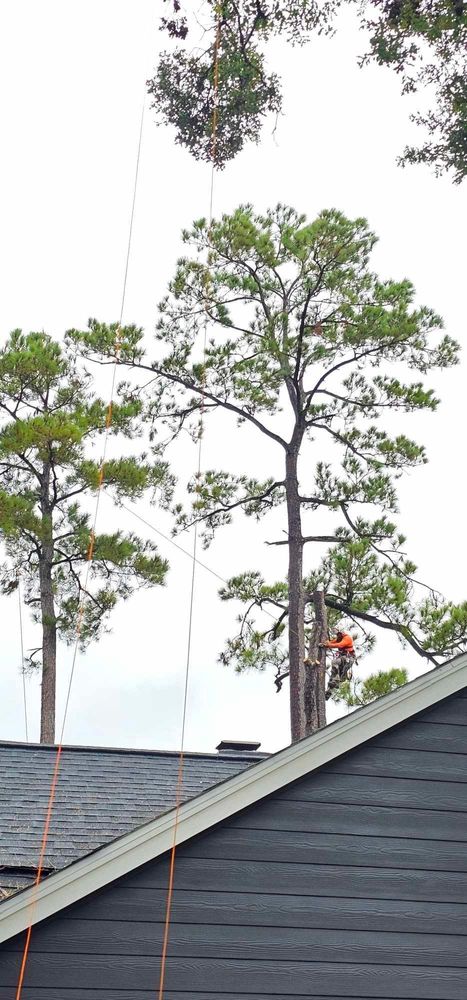 All Photos for Servin's Tree Care  in Houston, TX