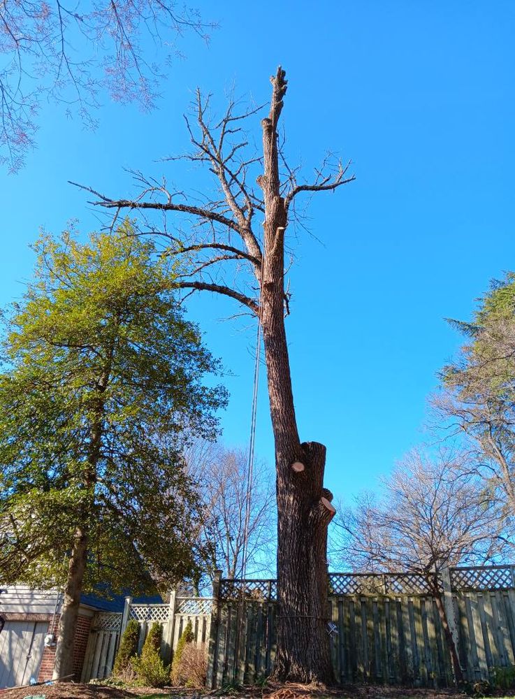 All Photos for The Webster Tree Service in Danville, VA