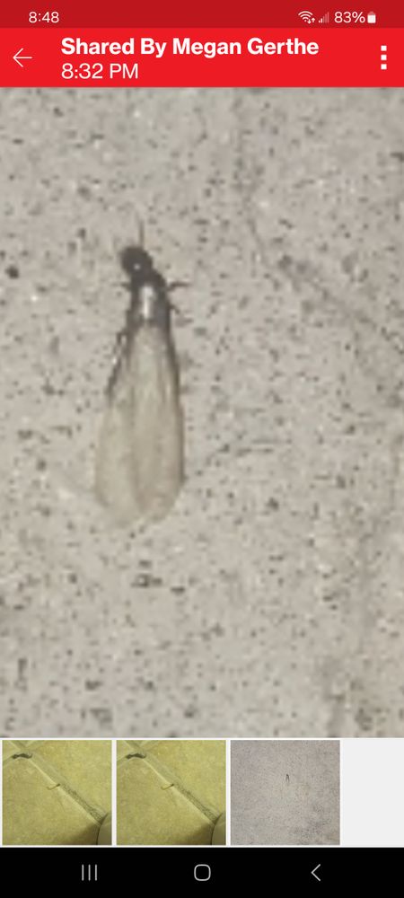 All Photos for Niko's Pest Control in Las Vegas, NV