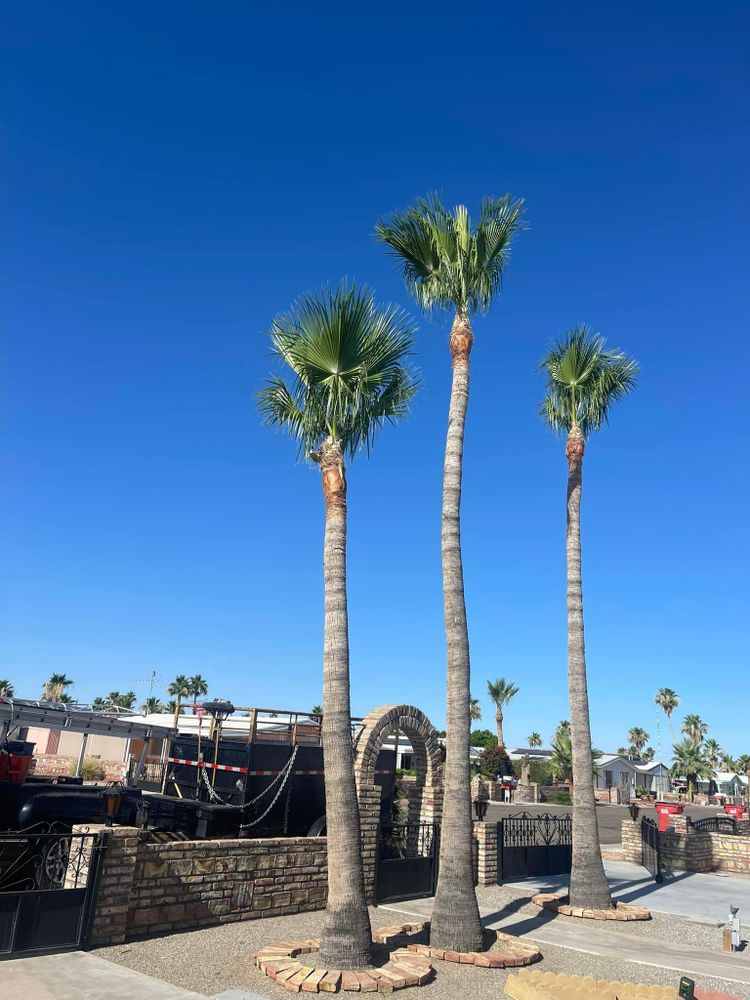 All Photos for Oliver L. Palm & Tree services in Yuma County, AZ