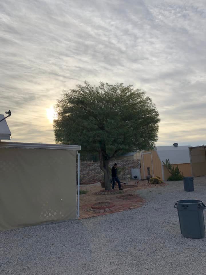 "Our professional tree trimming service helps homeowners maintain the health, safety, and aesthetic appeal of their trees by carefully removing overgrown branches and shaping them to perfection. for Oliver L. Palm & Tree services in Yuma County, AZ