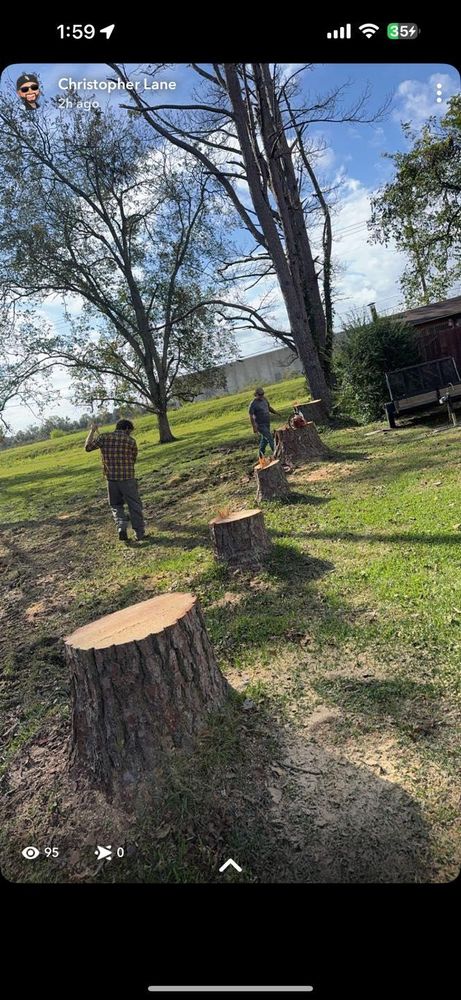All Photos for Morace Tree Service in Natchez,,  MS