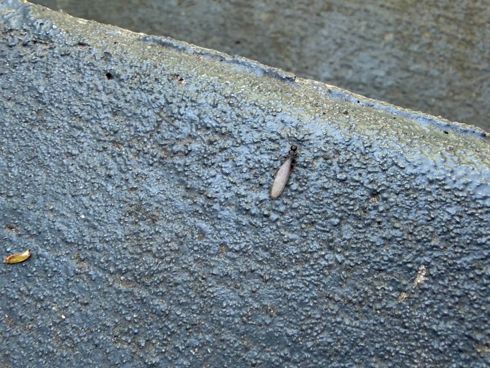 All Photos for All-In Pest Control & Home Solutions in Greene County, IN
