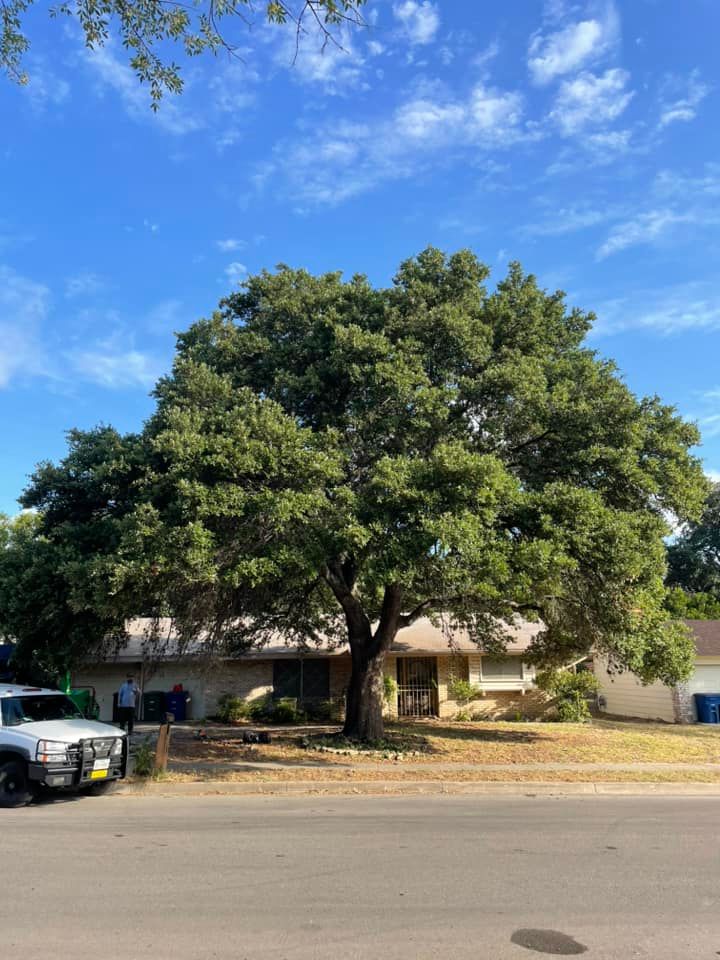 Tree Removal for Z’s Trees LLC in Grey Forest, TX