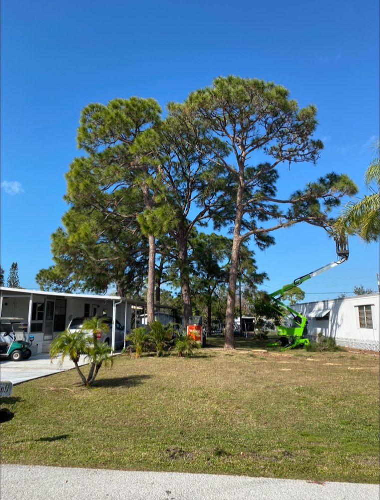 All Photos for MX Trees in Englewood, FL