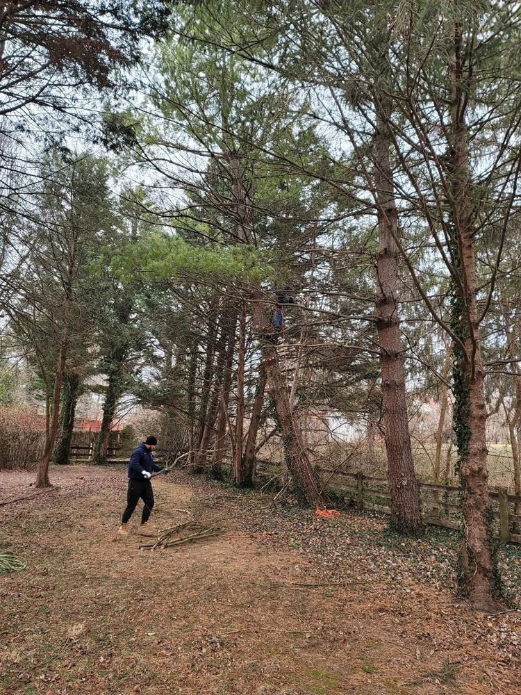 Enhance your property's safety and aesthetics with our expert tree removal service, ensuring efficient snow removal access while maintaining the beauty of your landscape throughout every season. for Integrity Tree and Landscaping in Lynchburg, VA