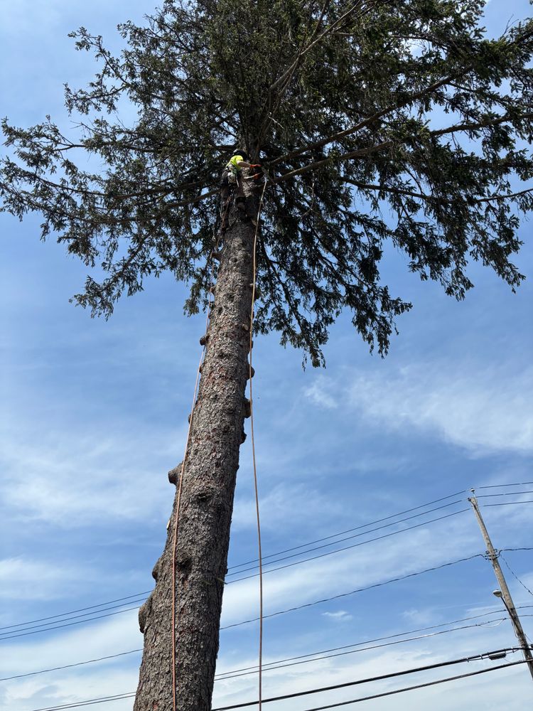 All Photos for Sterlings Tree Removal in Cobleskill, New York