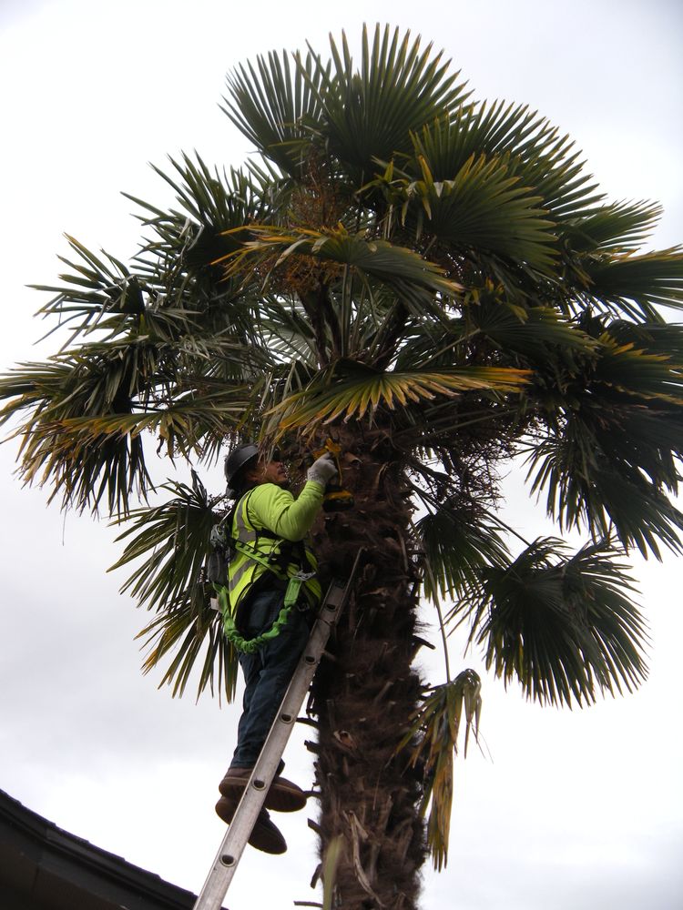 Tree trimming  for Willamette Landscaping & Tree Services in Albany, OR