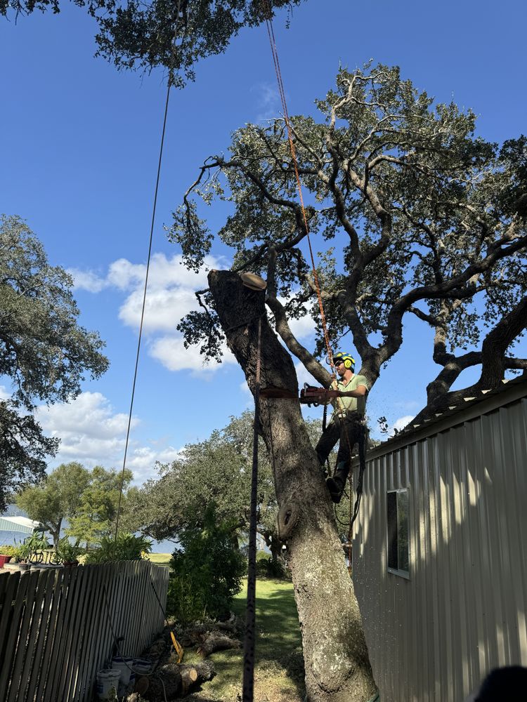 All Photos for Braun Tree Service in Floresville, Texas