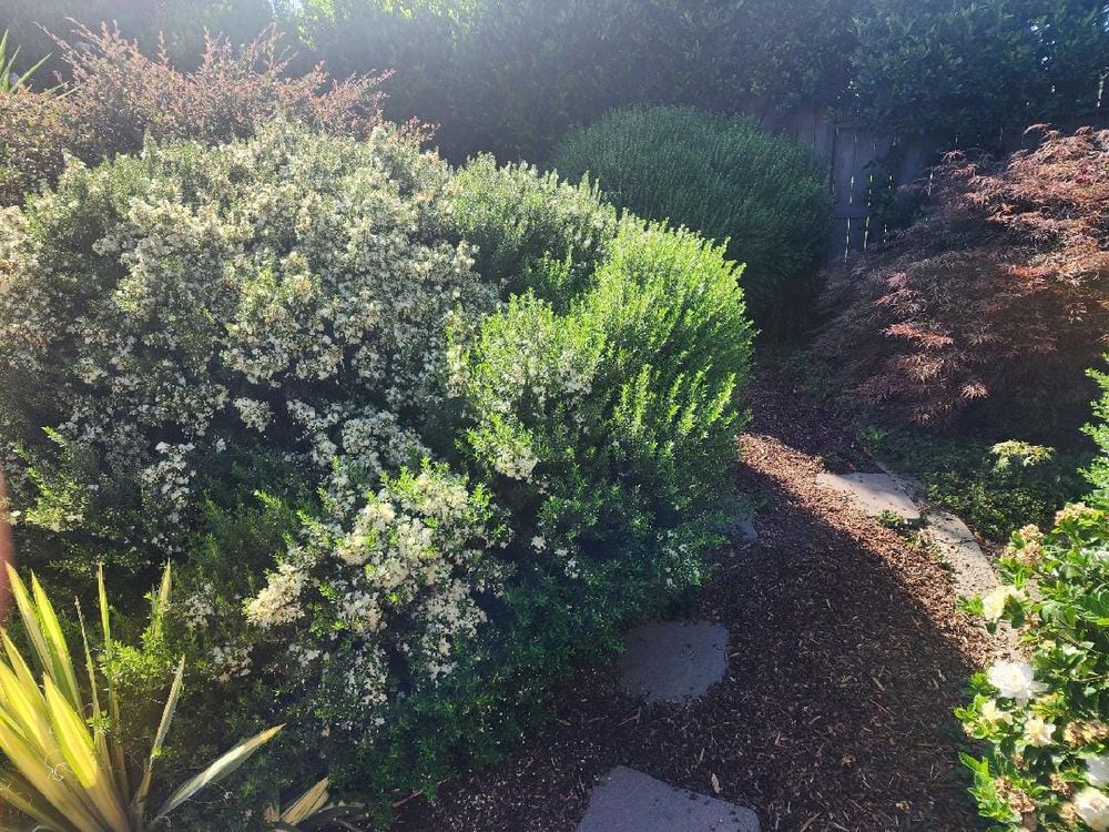 All Photos for Gregg Yard Maintenance in Paradise, CA