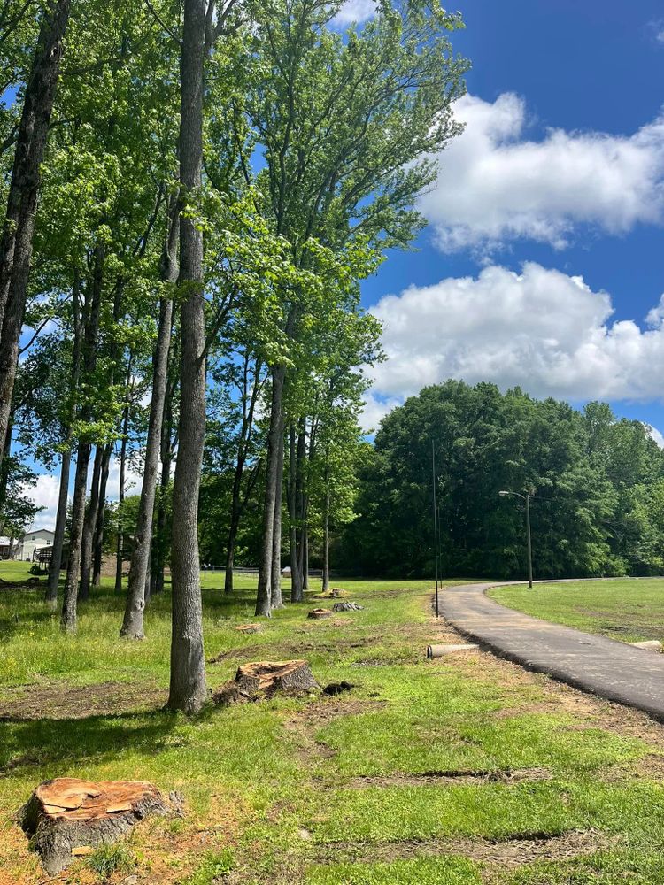 Tree Removal for Big Rock Tree Removal LLC in Boaz, AL