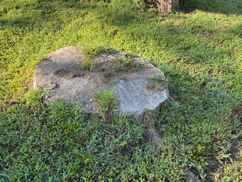All Photos for Conrad's Stump Removal in Columbus, IN