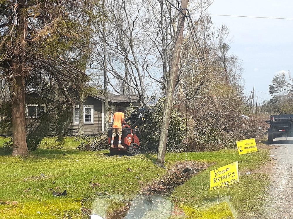 All Photos for Professional Tree Service USA in Chattanooga, TN