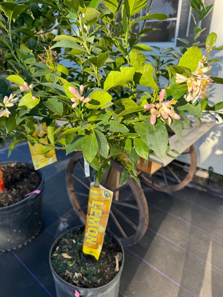 All Photos for Southern Roots Tree Farm in Crystal River, FL