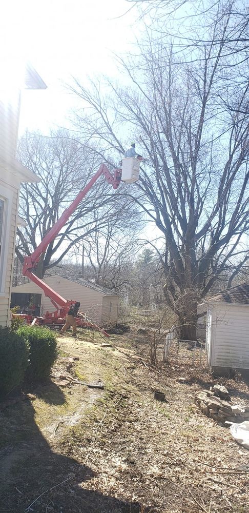 Tree Trimming and Removal for F & F Tree Service in Beavercreek, OH