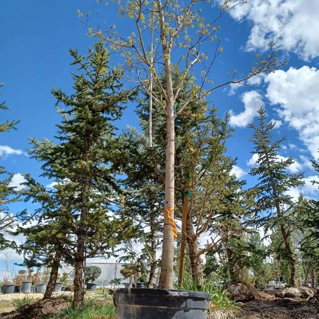 Nursery for Mike's Grading Plus in Caldwell, ID