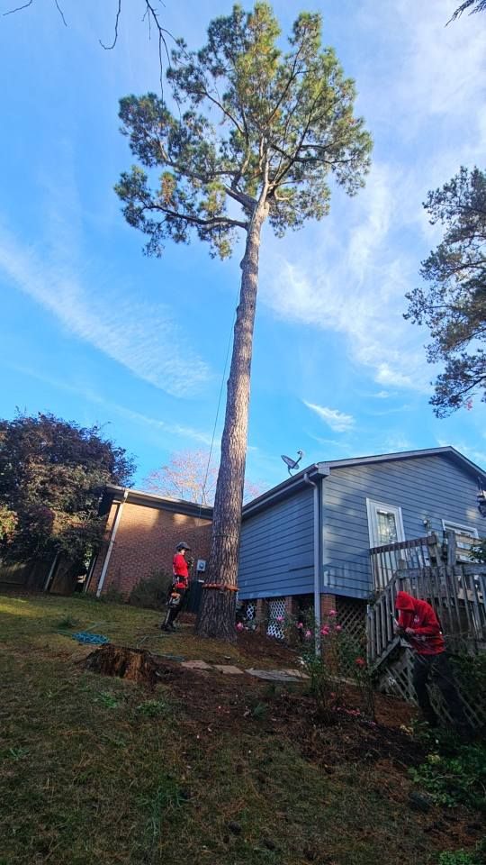 Tree Removal for Sasquatch Tree Services LLC in Spartanburg, SC