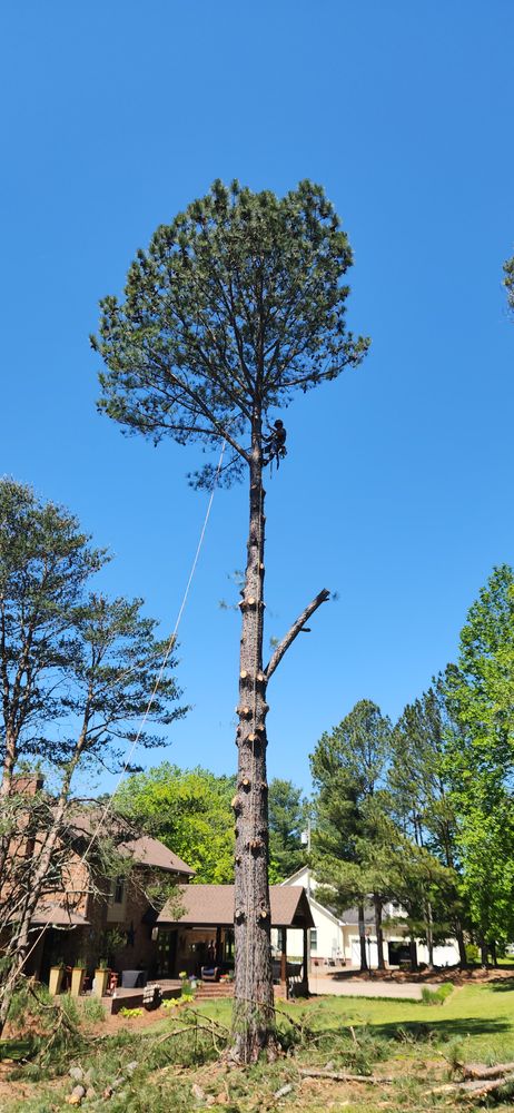 All Photos for Tree Fellers in Sumner County, TN