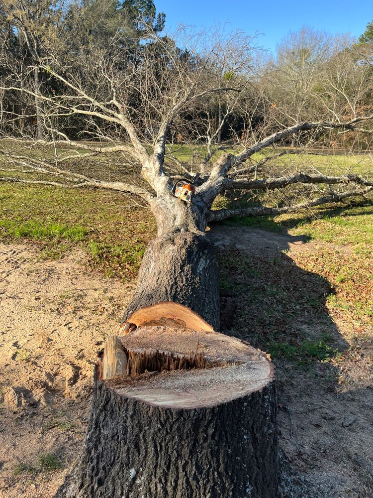 All Photos for JC Land and Tree Service in Kilgore, TX