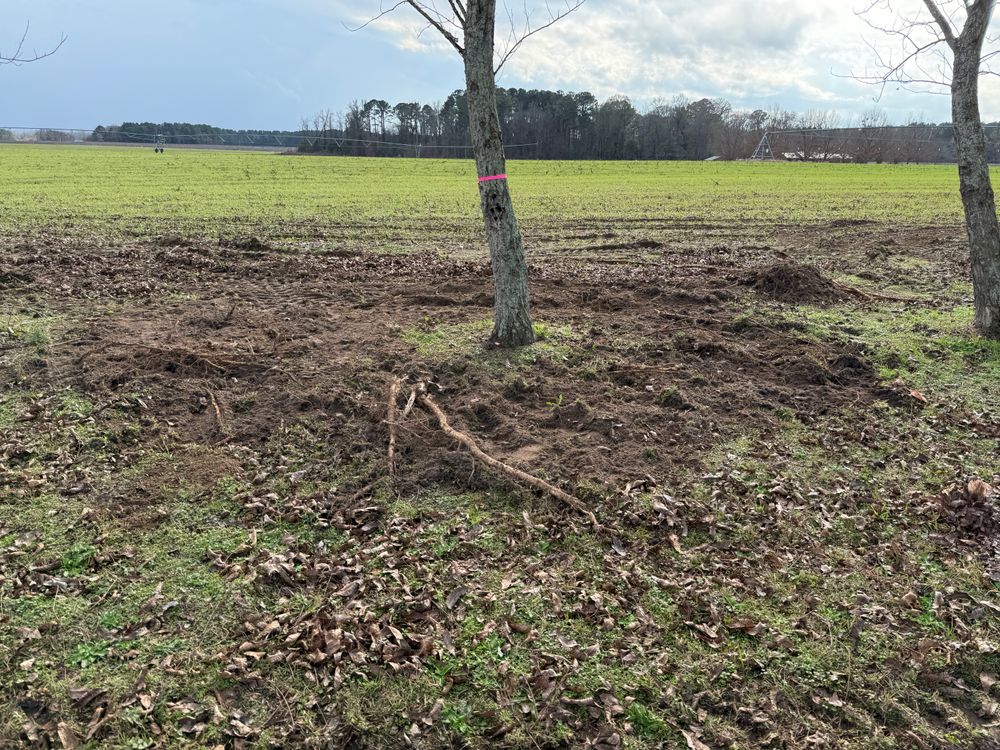 All Photos for T N L - Tree and Land Service in Reynolds, GA