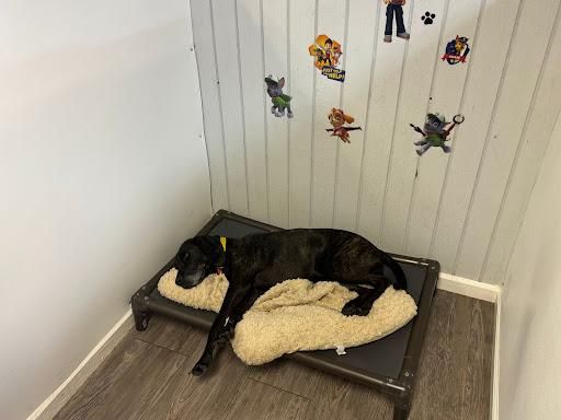 All Photos for Curbside Clips Mobile Grooming in Roachdale, Indiana