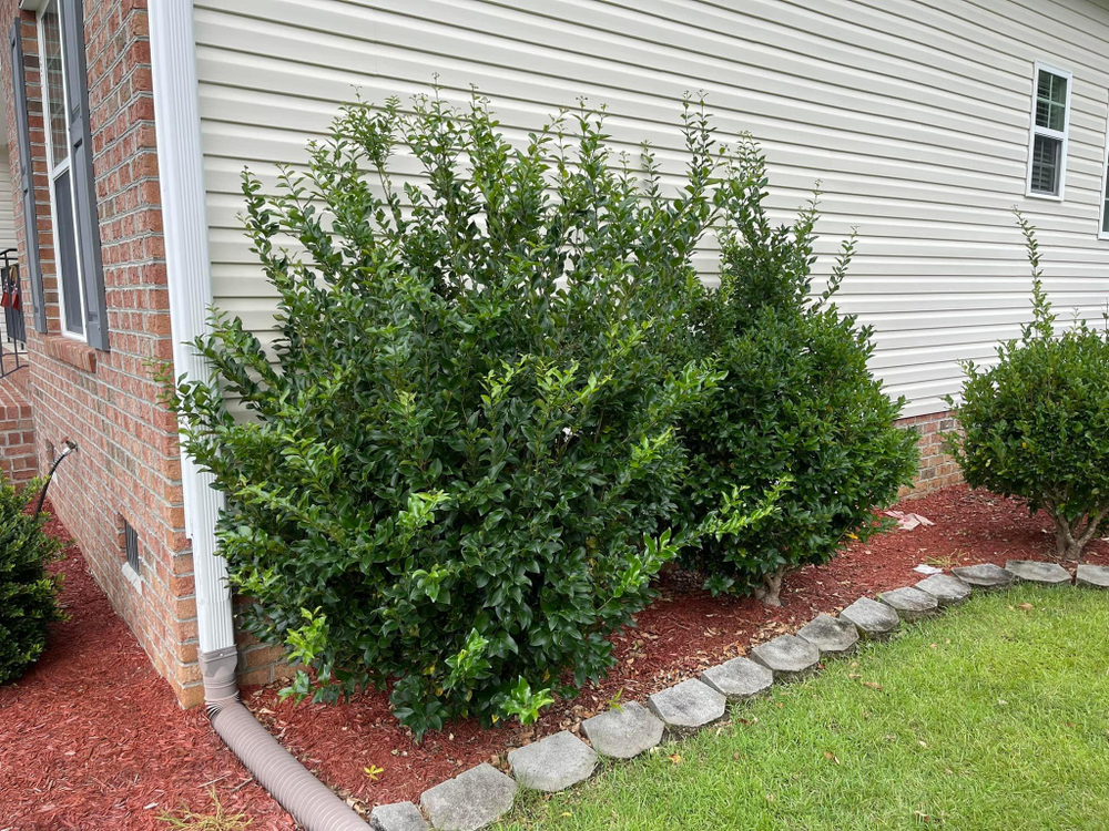 Home Softwash for Sabre's Edge Pressure Washing in Greenville, NC