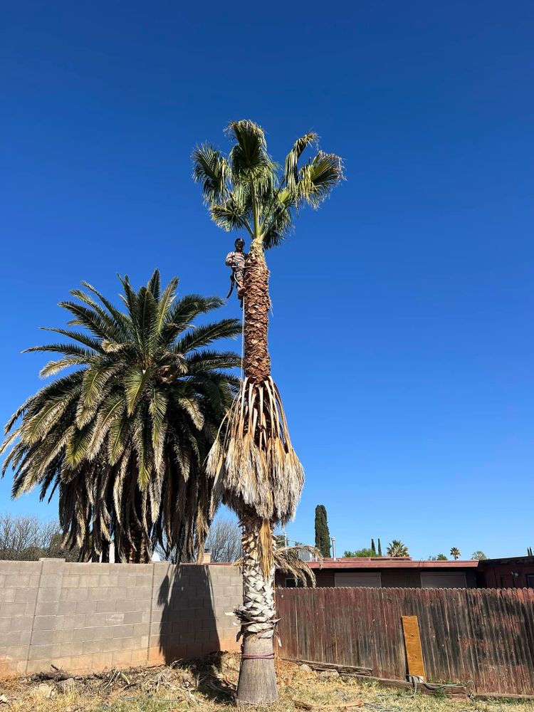 All Photos for By Faith Landscaping in Sierra Vista, AZ