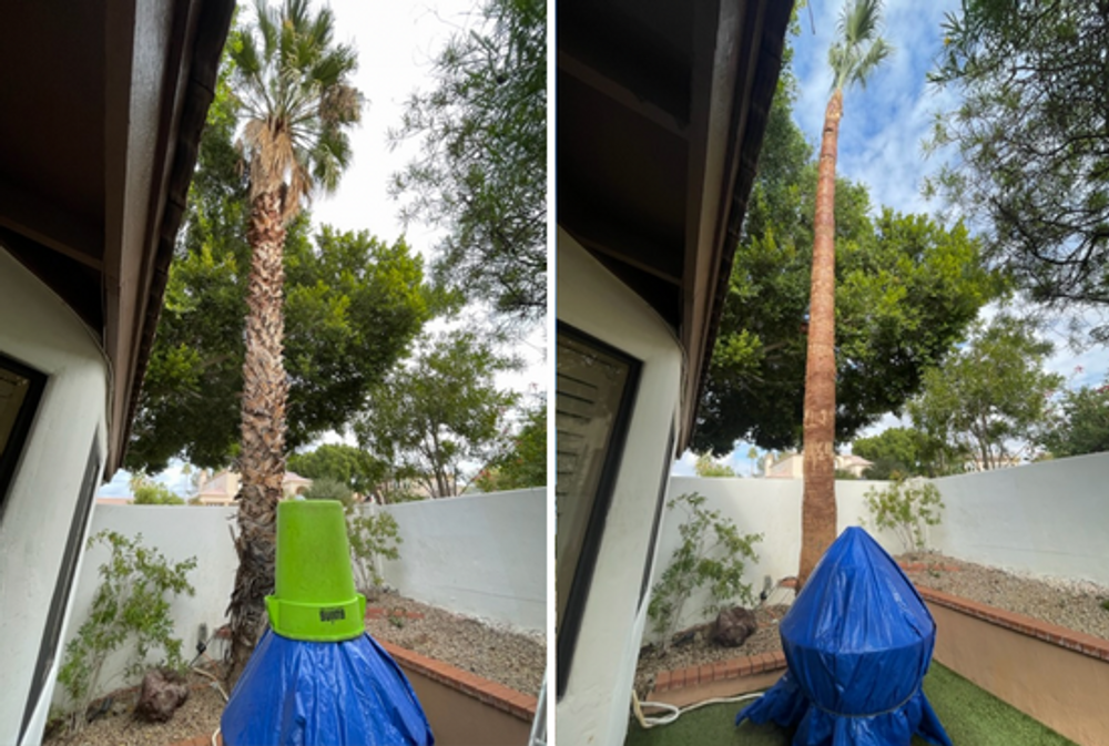 Landscaping and Palm Tree Services for Bobbys Palm and Tree Service LLC in Surprise, AZ