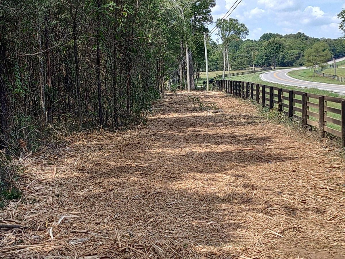 Mulched corridor beside a road fence with standing pines on the left