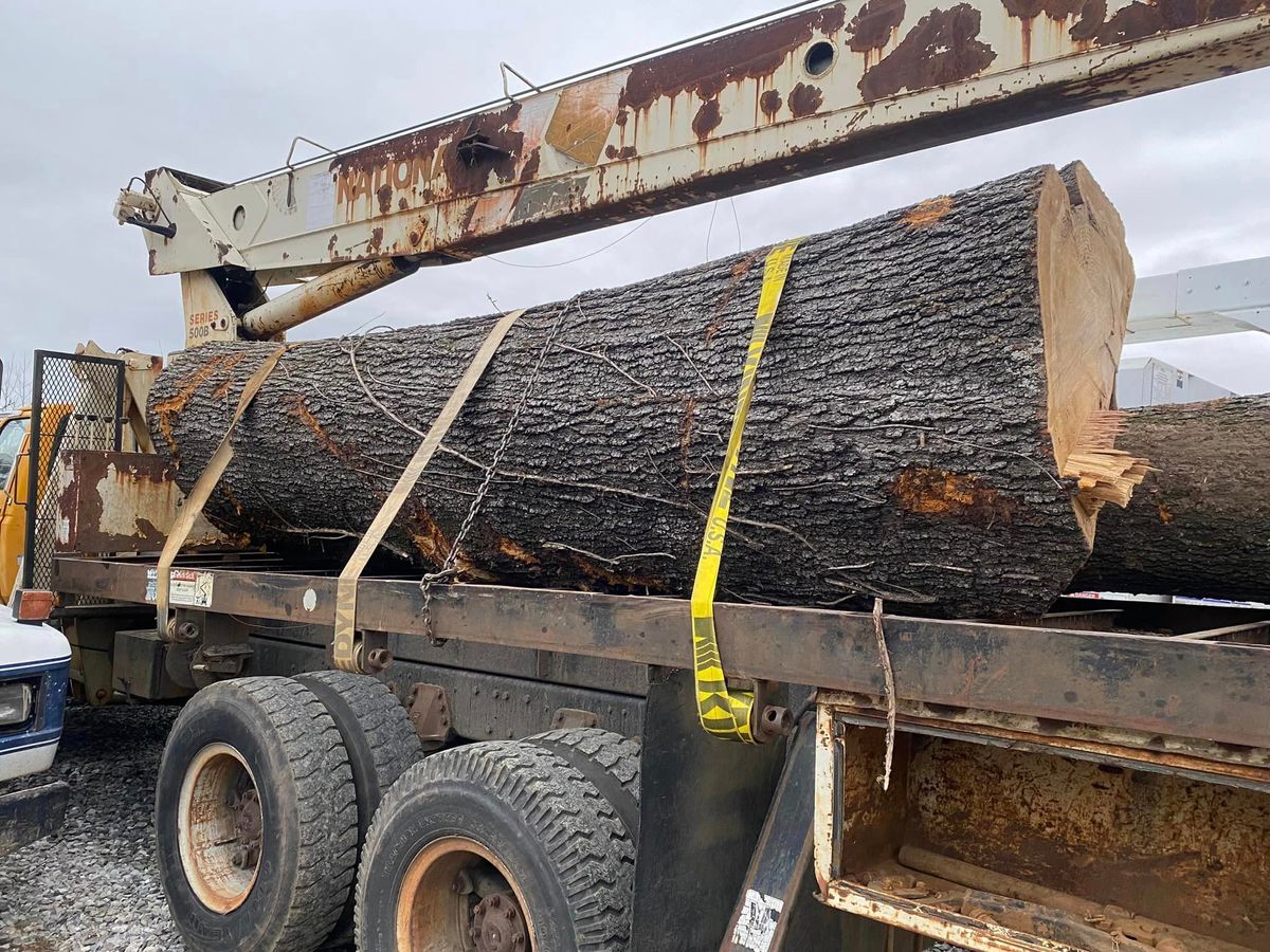 Tree Removal for Lance Tree Service in Tellico Plains ,  TN