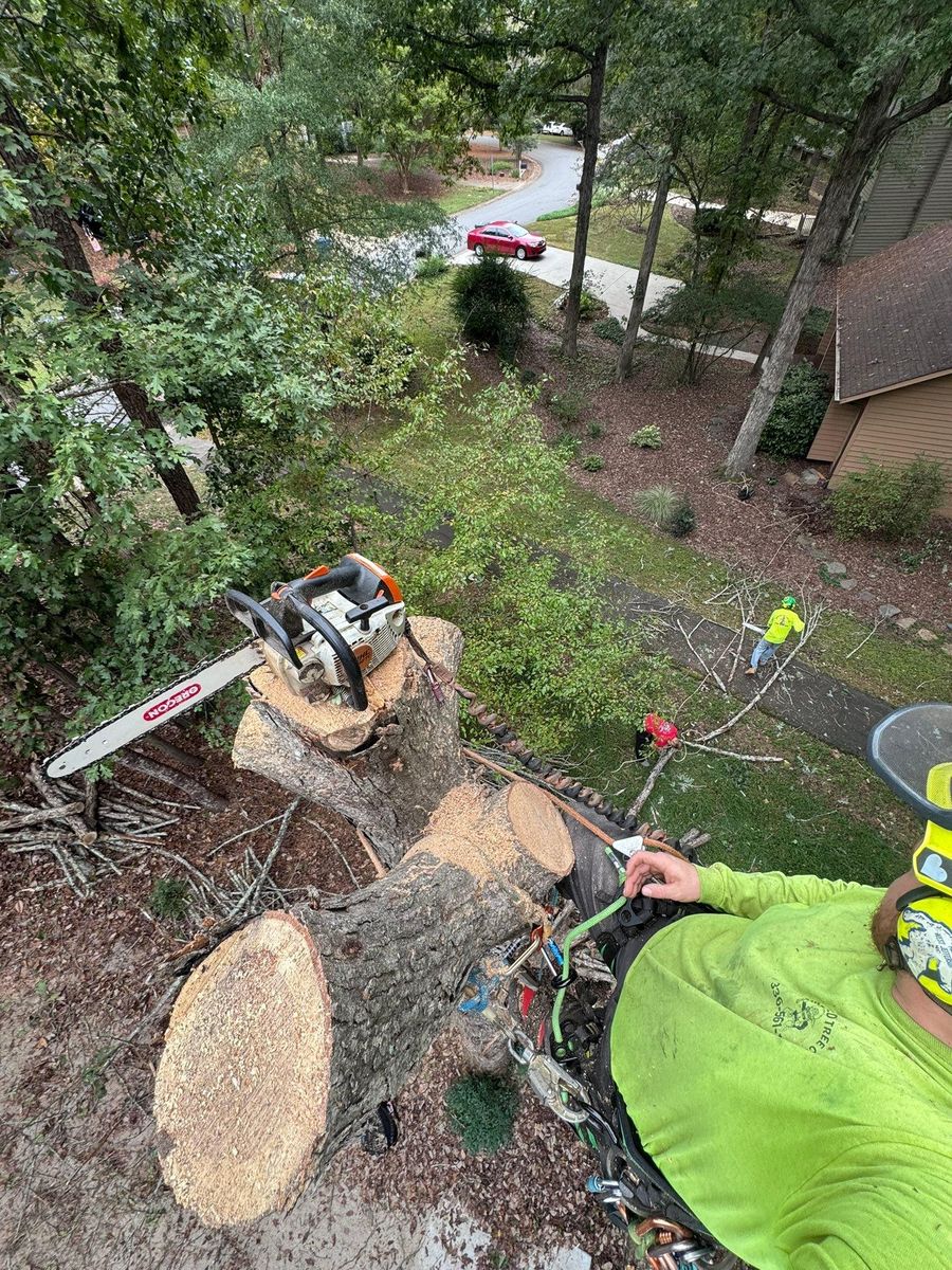 Stump Removal for Diversified Tree Company in Trinity, NC