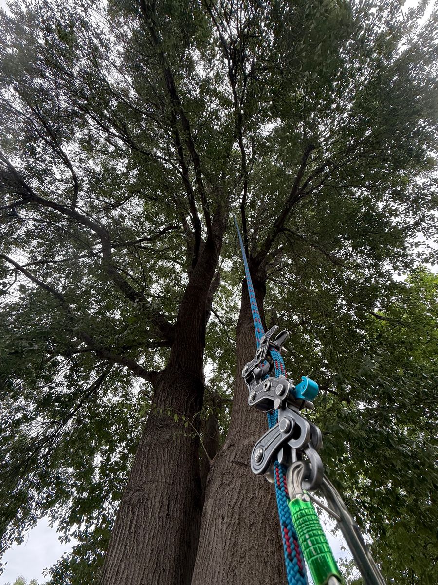 Tree Trimming for Blu-J Tree Care in Arlington, TX