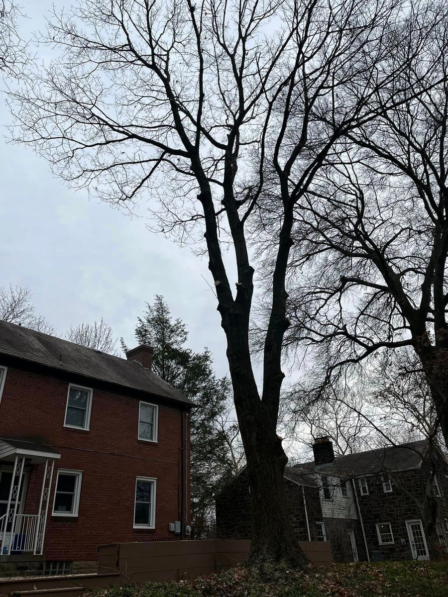 Tree Trimming for Godleski's Tree & Landscaping in Pittsburgh, PA