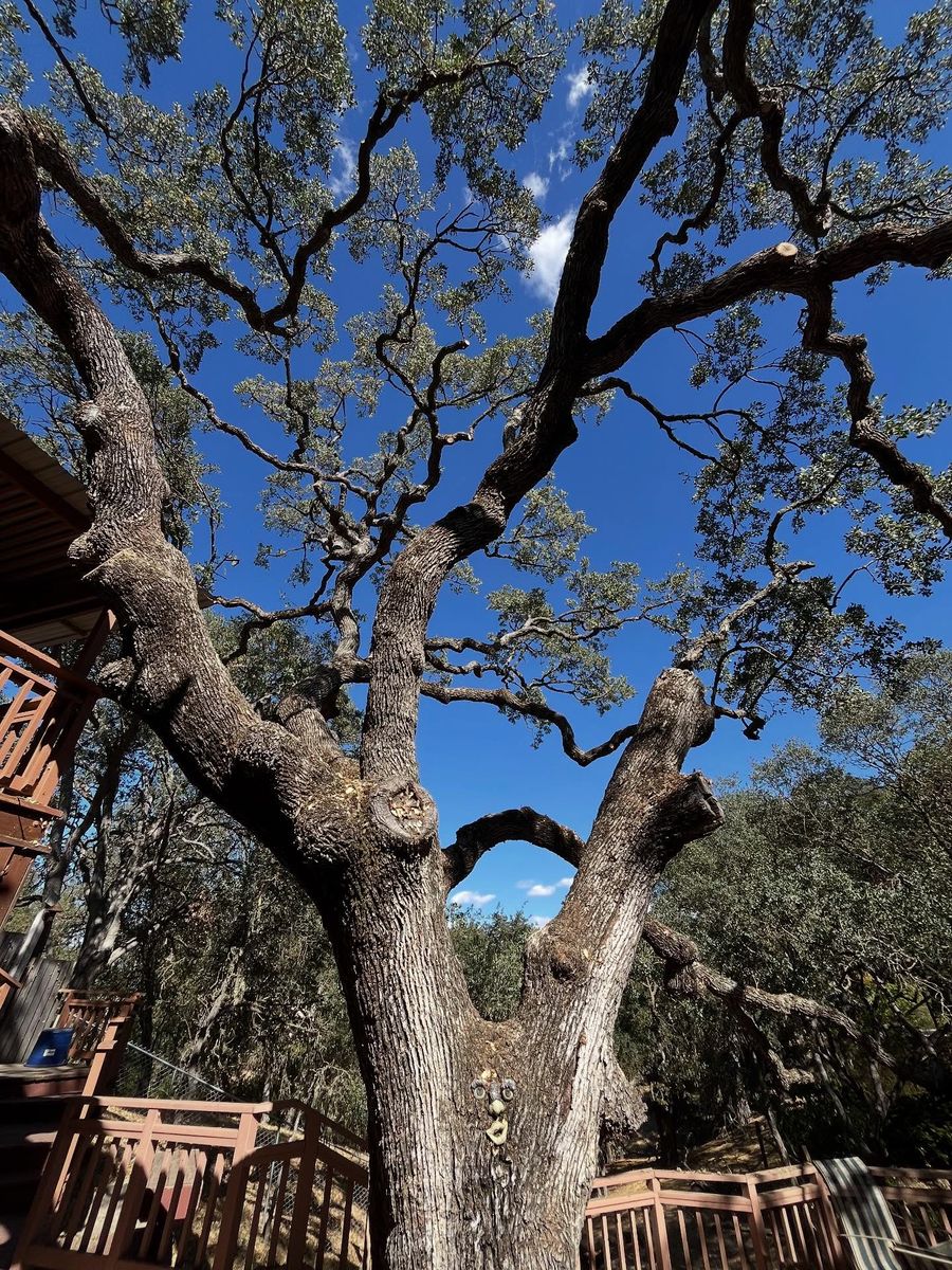 Tree Removal for A1 Junk & Tree Solutions, LLC in Paso Robles, CA