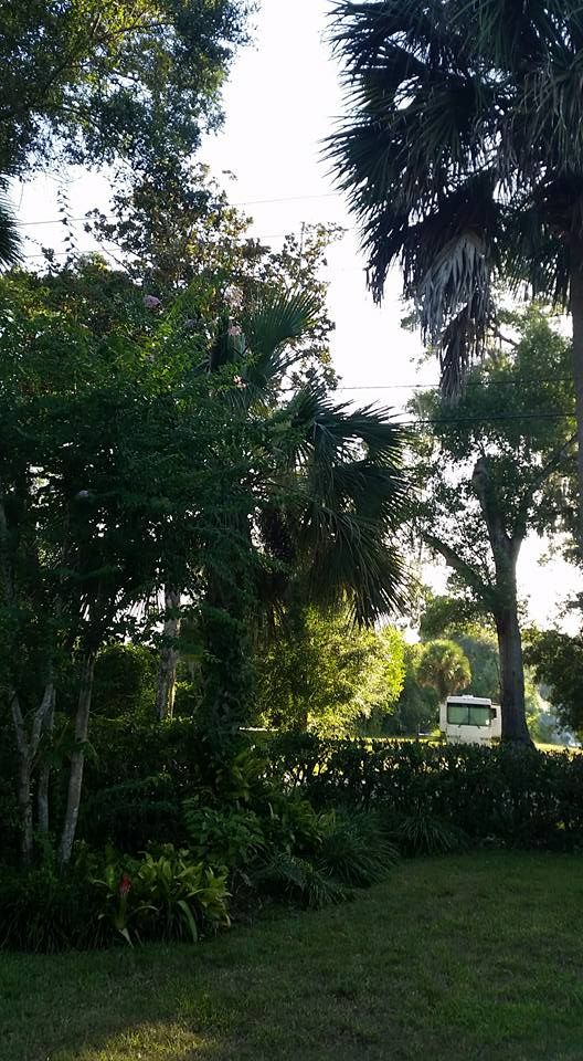 Tree Trimming for Daniel Hickey’s Tree Service in DeLand, FL