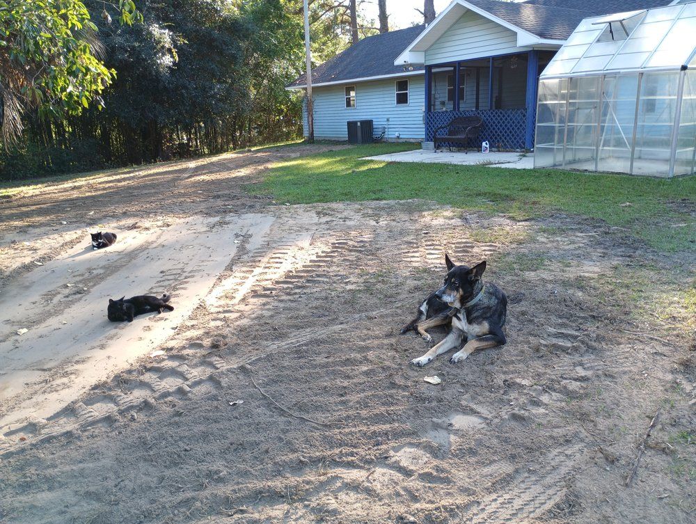 Septic System Inspection for Masse Septic & Plumbing in Sylvania, GA