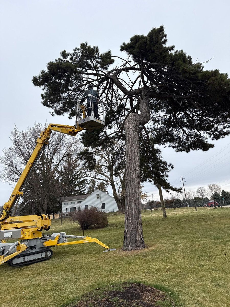 Tree Trimming for Fransen's Tree Service  in Freeport, IL