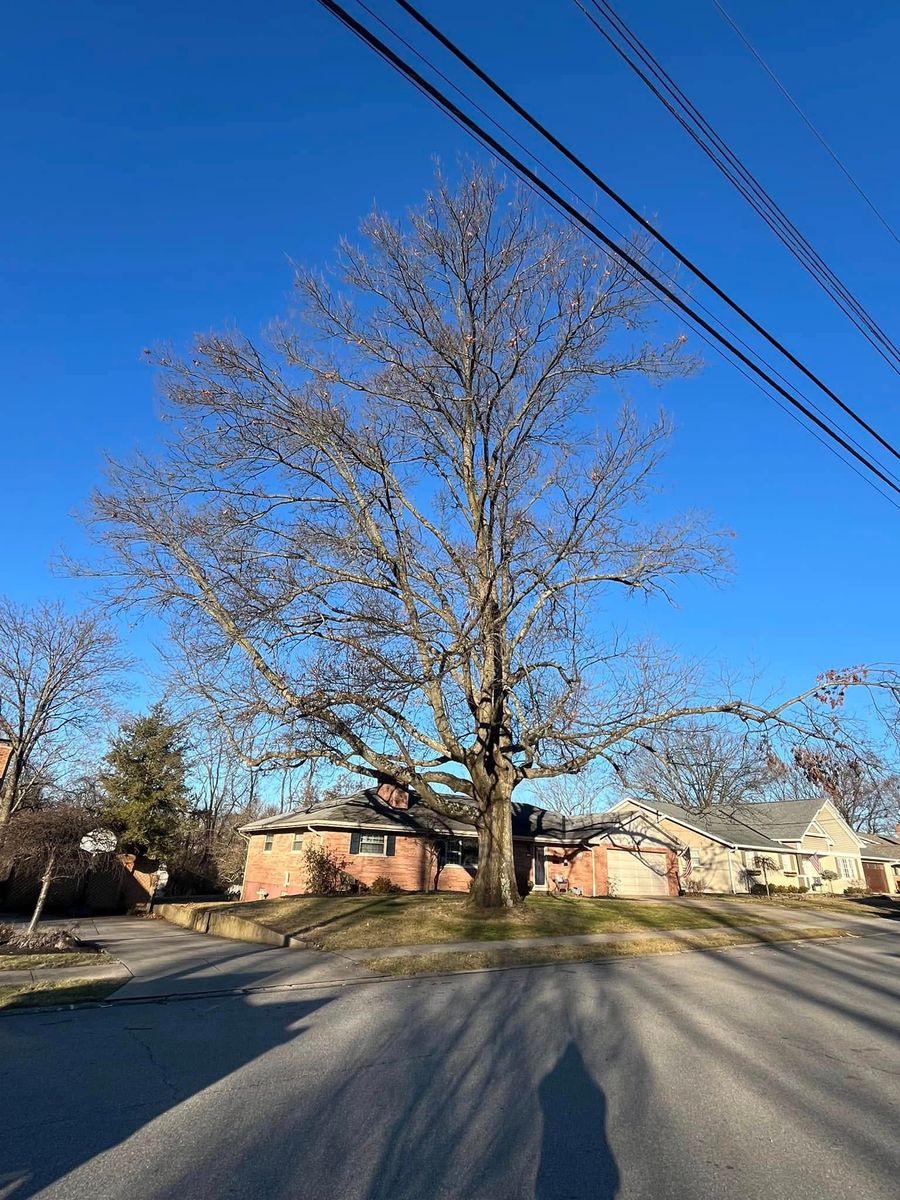 Pruning for Precision Tree Service, Inc. in Ryland Heights, KY