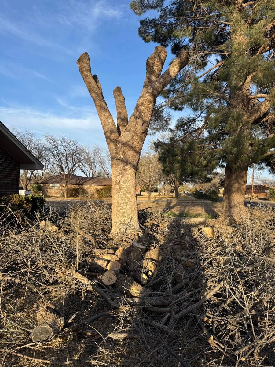 Hauling for Lion In The Tree Trimming Service in Big Spring, TX