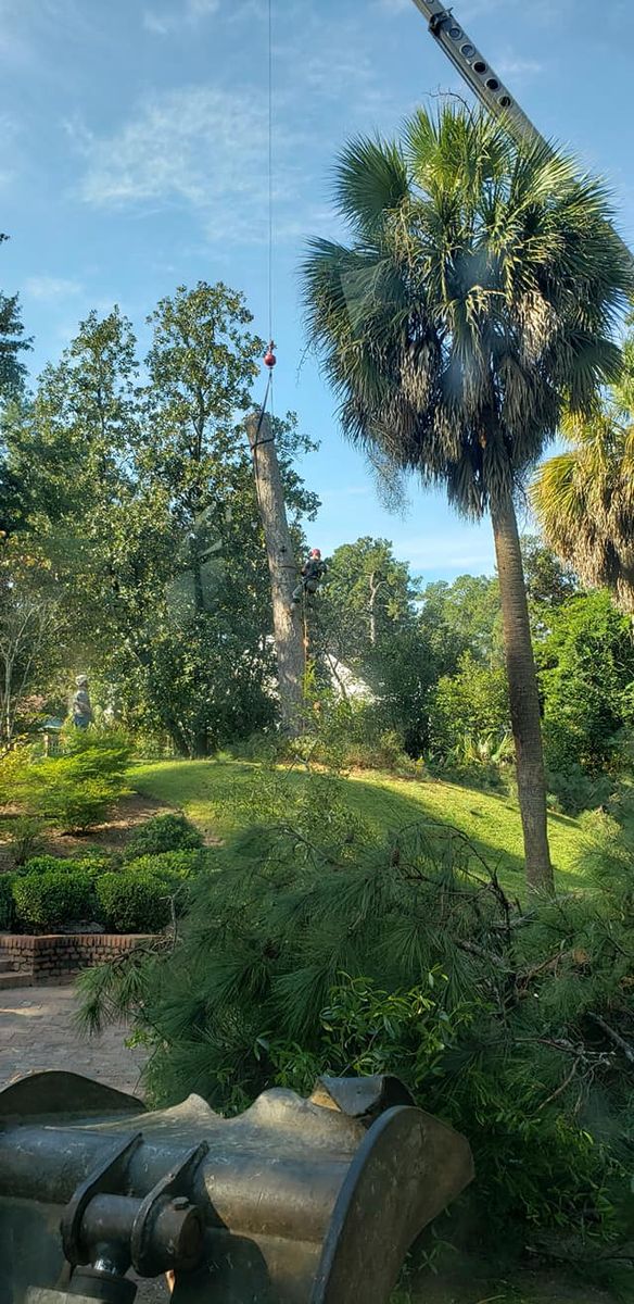 Tree Removal for Trees Unlimited of the CSRA in Augusta, GA